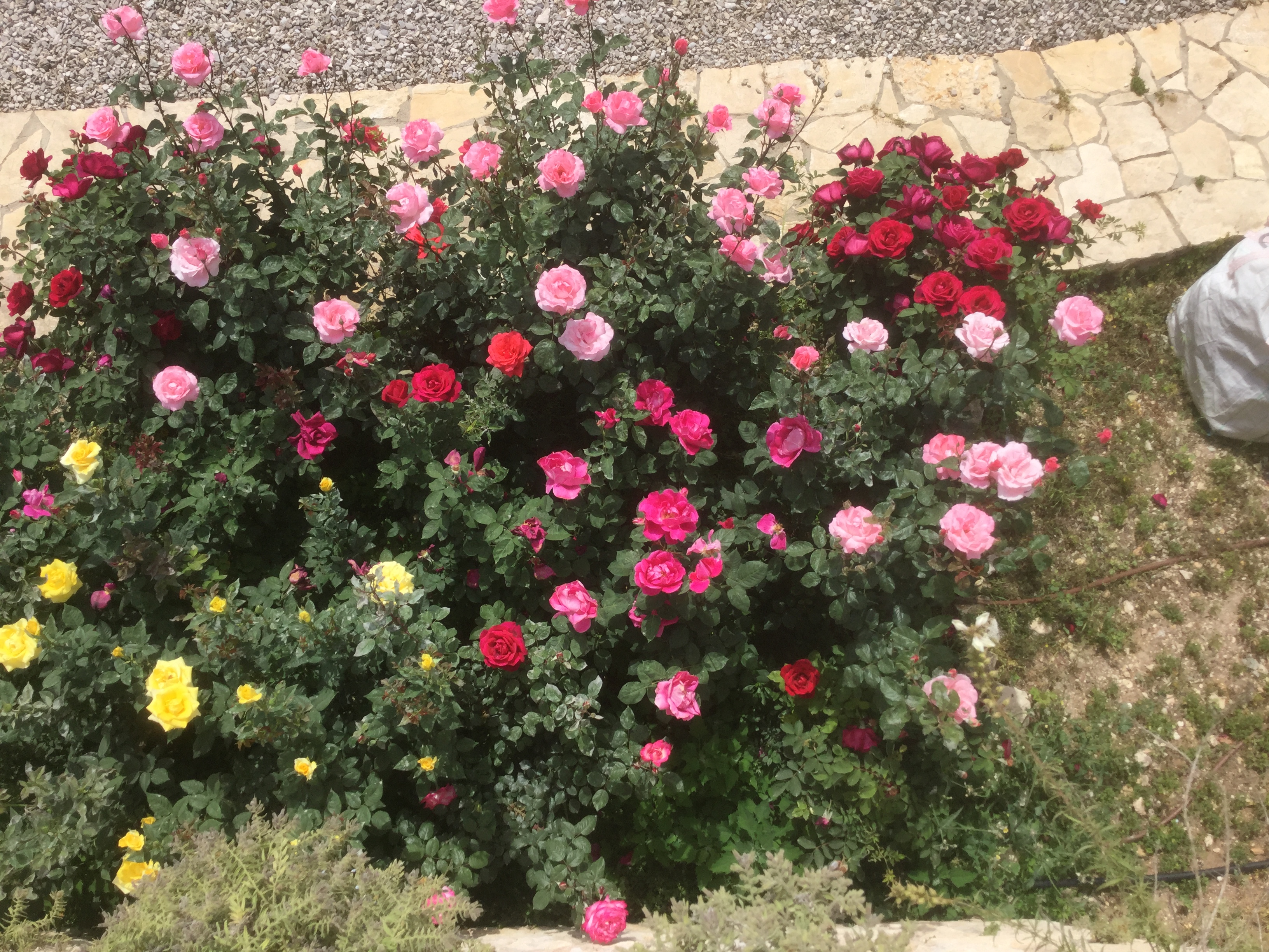 GARDEN CLUB PRESENTATION