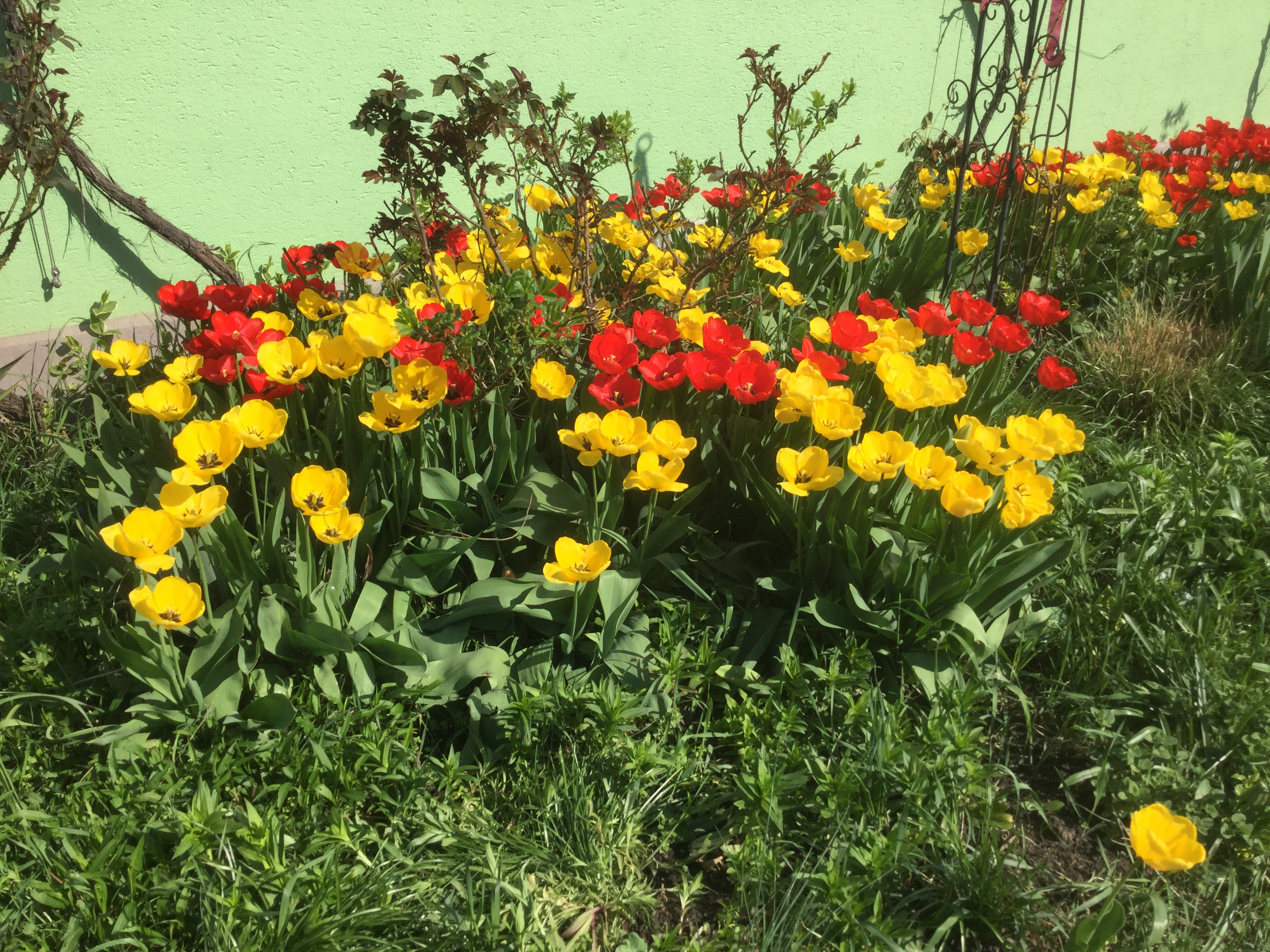 GARDEN CLUB PRESENTATION