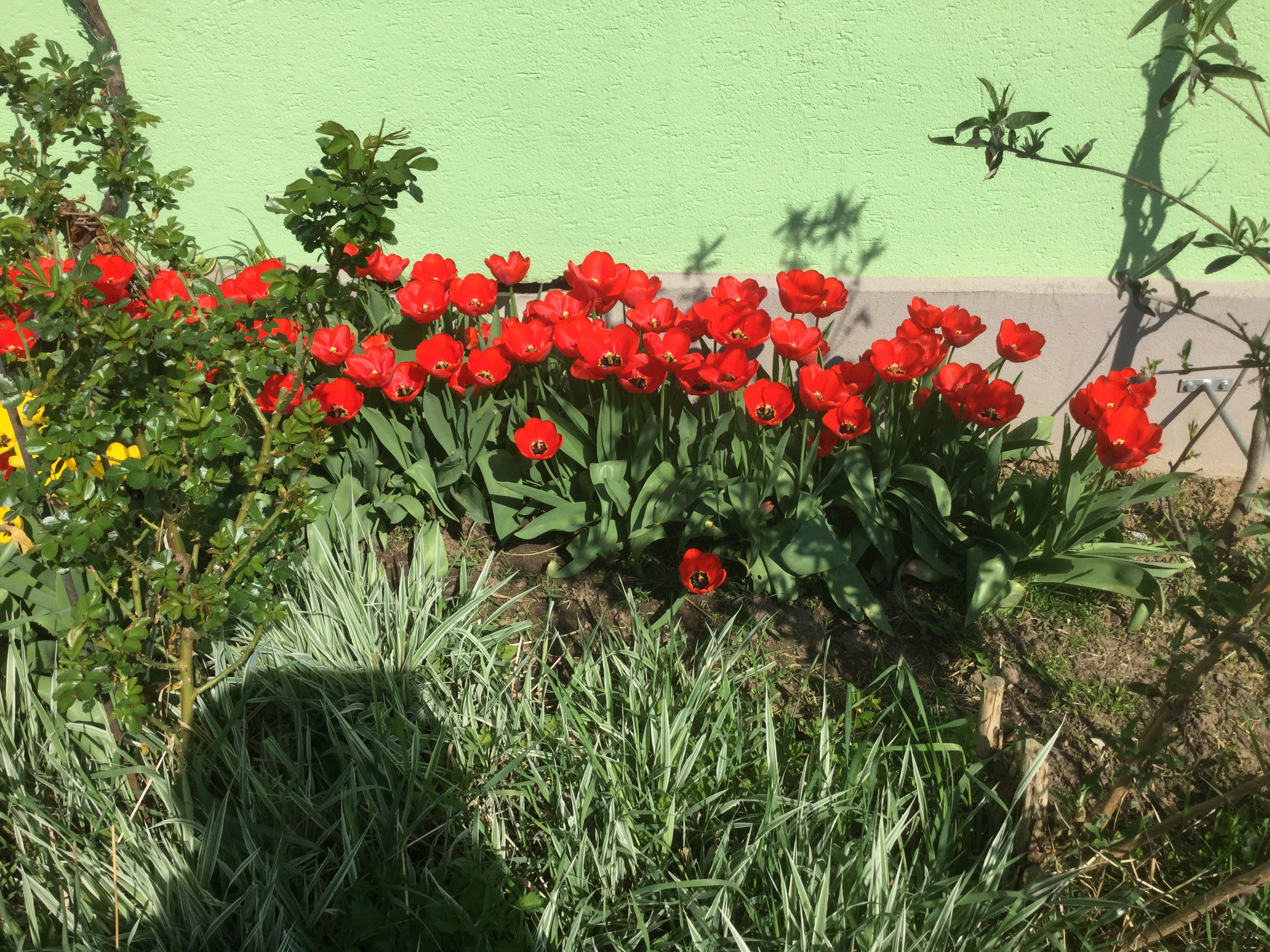 GARDEN CLUB PRESENTATION