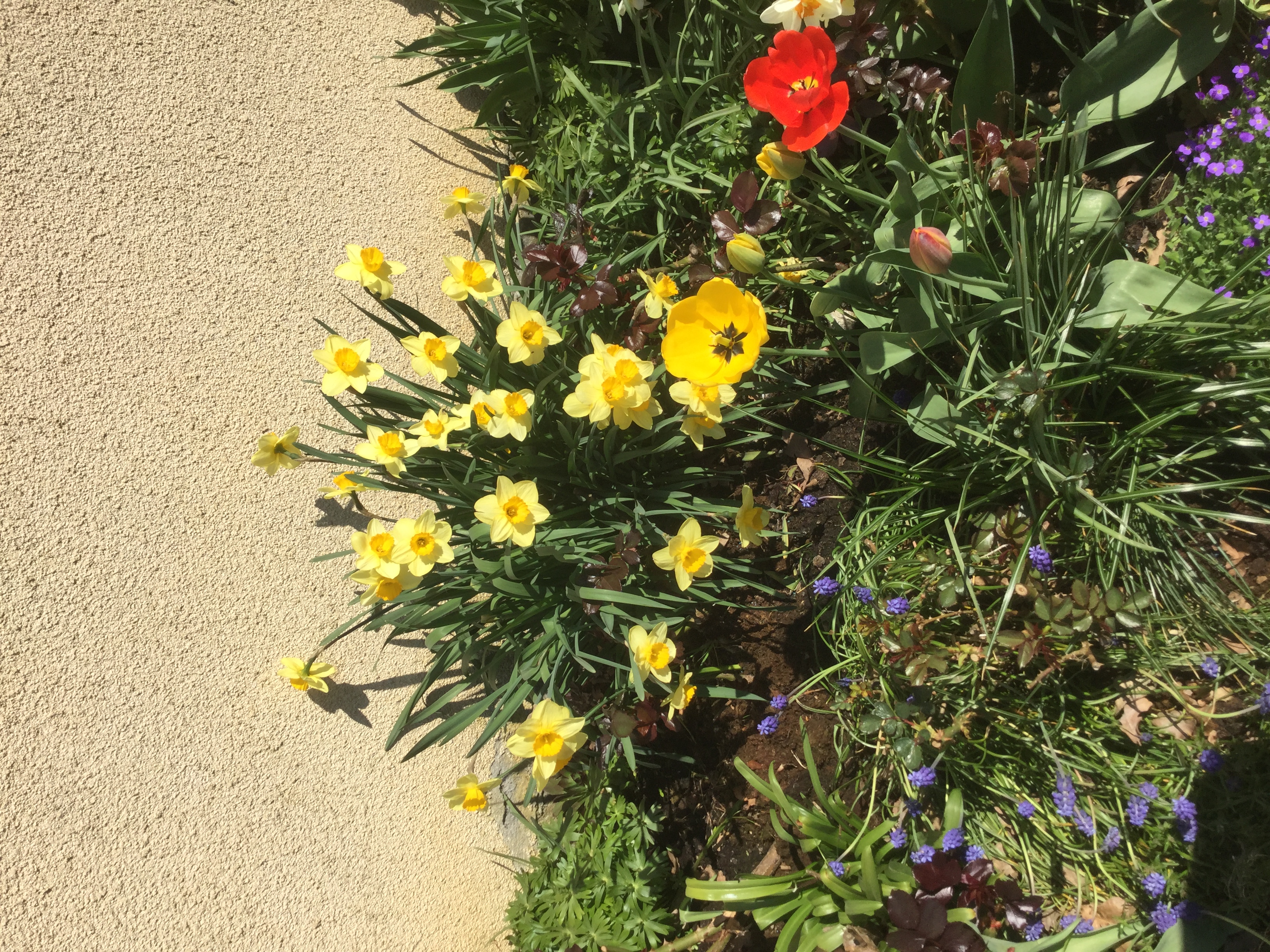 GARDEN CLUB PRESENTATION