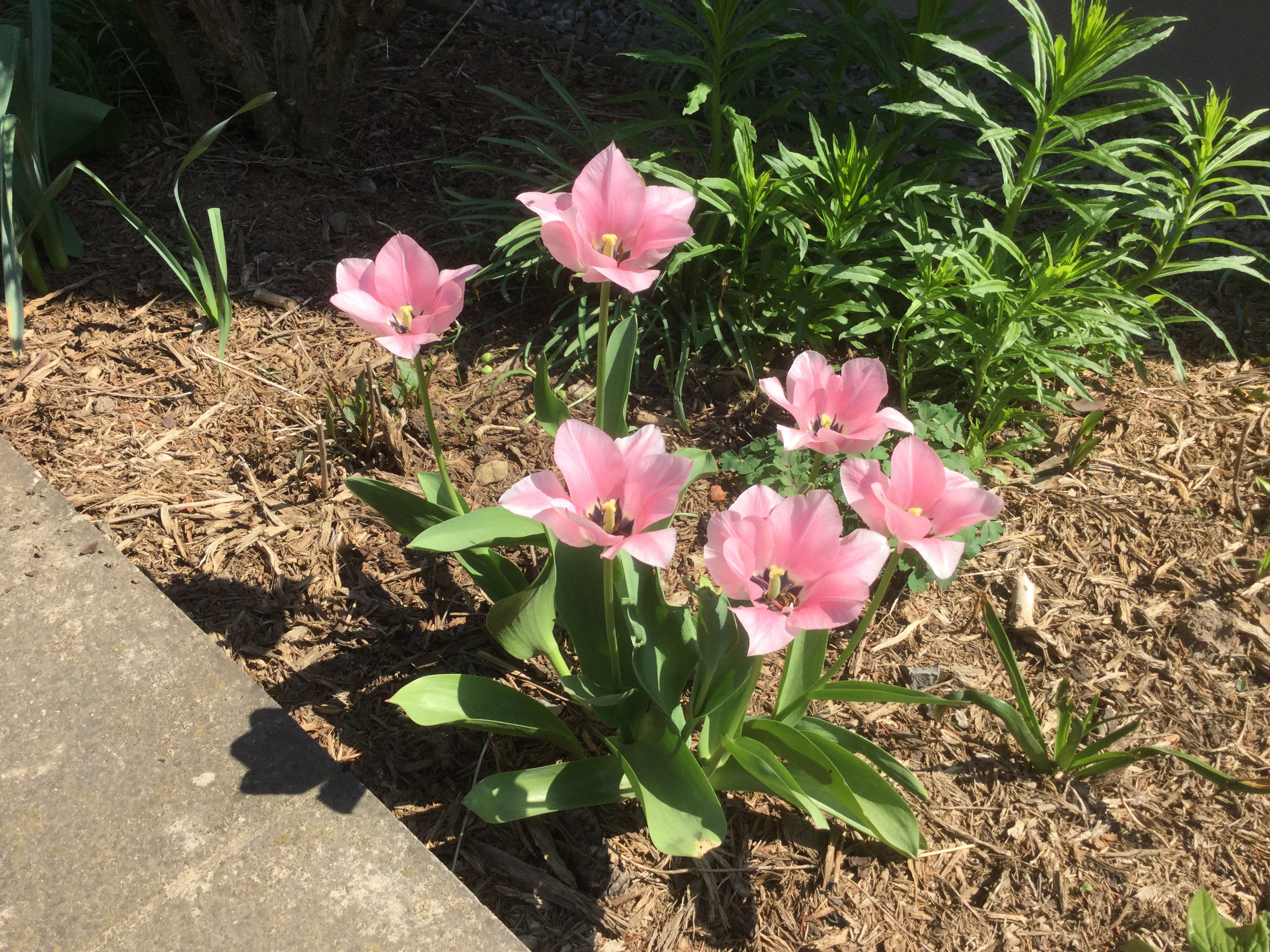 GARDEN CLUB PRESENTATION