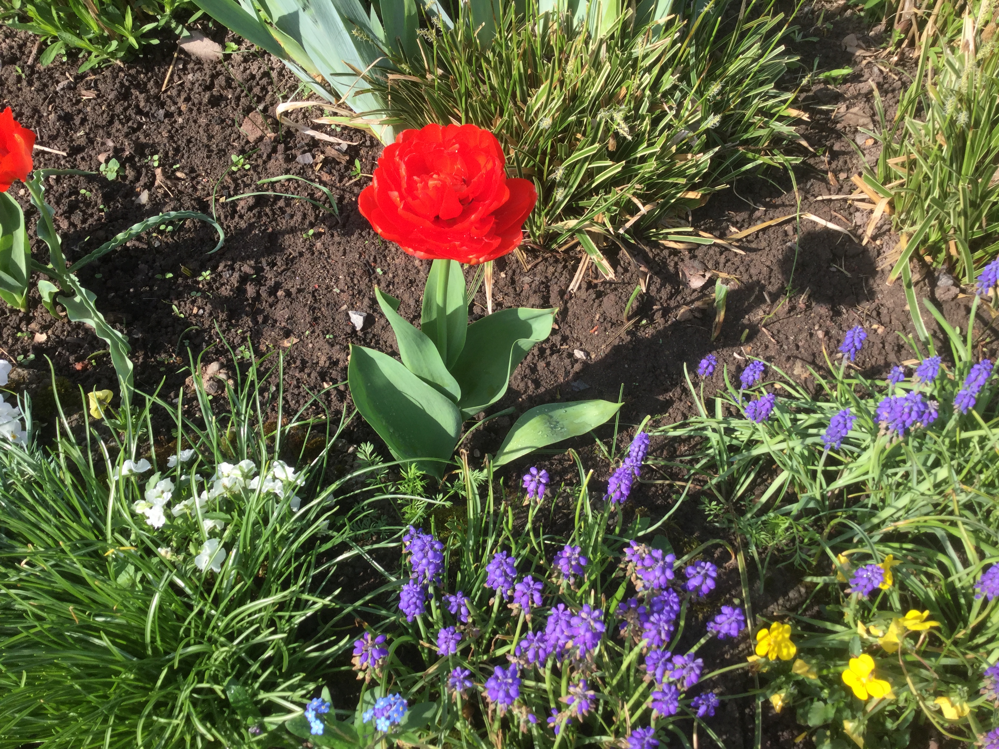 GARDEN CLUB PRESENTATION