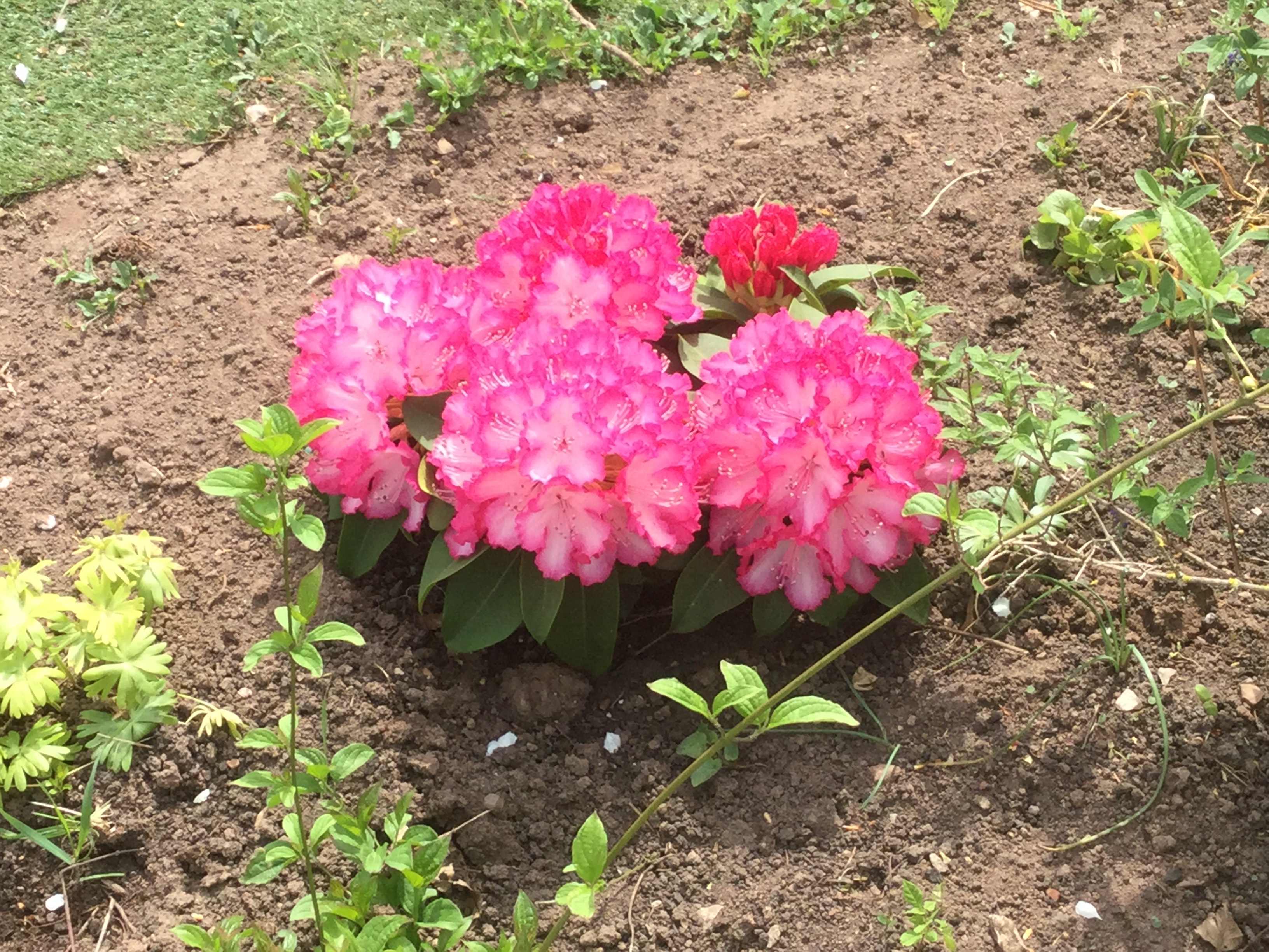 GARDEN CLUB PRESENTATION