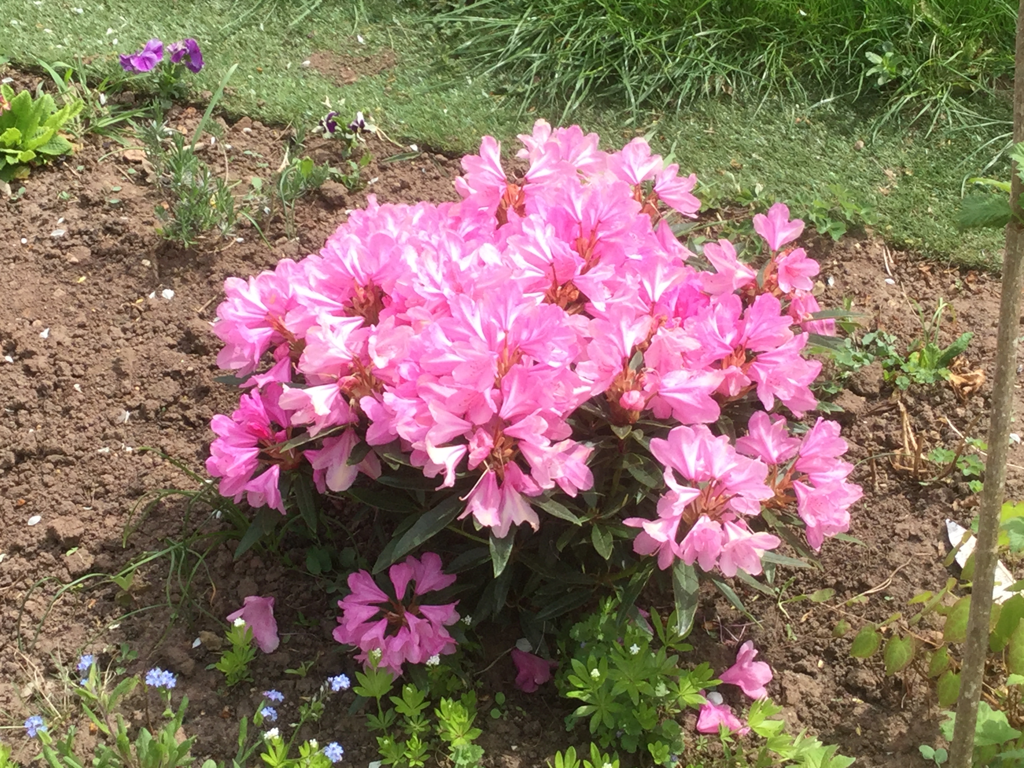GARDEN CLUB PRESENTATION