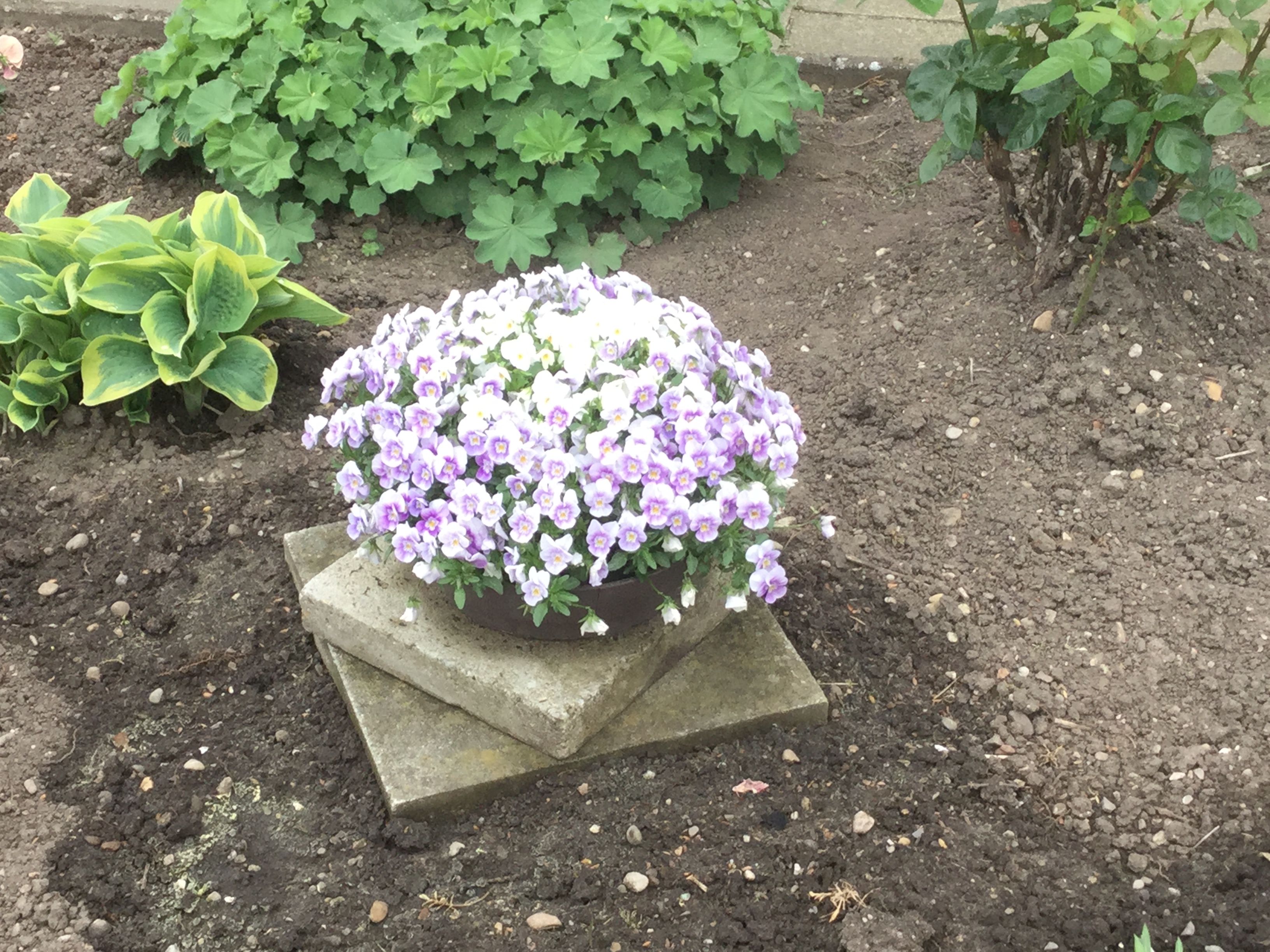 GARDEN CLUB PRESENTATION